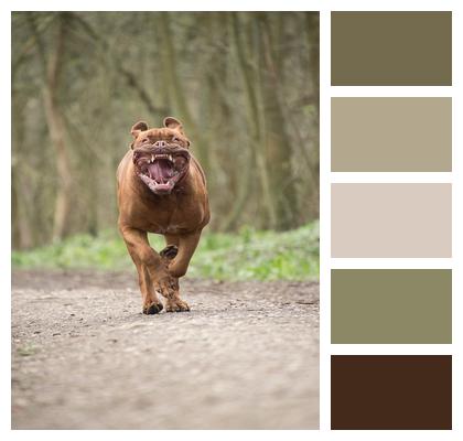 Animal Run Bordeaux Mastiff Image